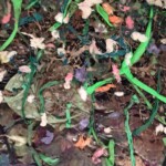 A View of a Landscape | BAM!